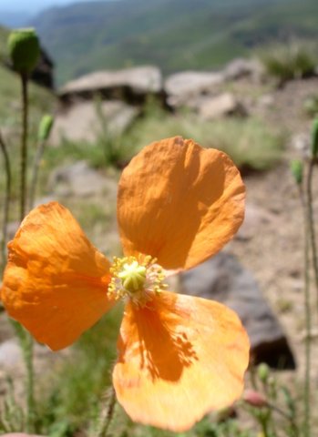 Papaver aculeatum flower